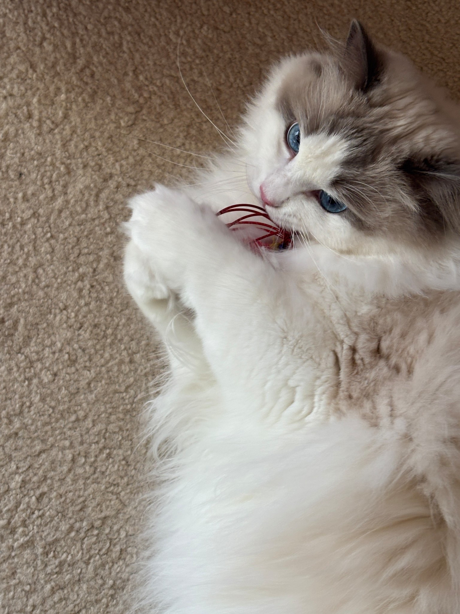 My Ragdoll loves these toys so much, I am buying them for her again this Christmas! 🤍


#LTKHoliday #LTKGiftGuide #LTKPets