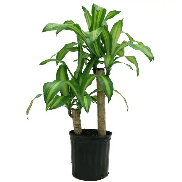 Costa Farms  Live Indoor 40in. Tall Green Mass Cane; Bright, Indirect Sunlight Plant in 10in. Gro... | Walmart (US)