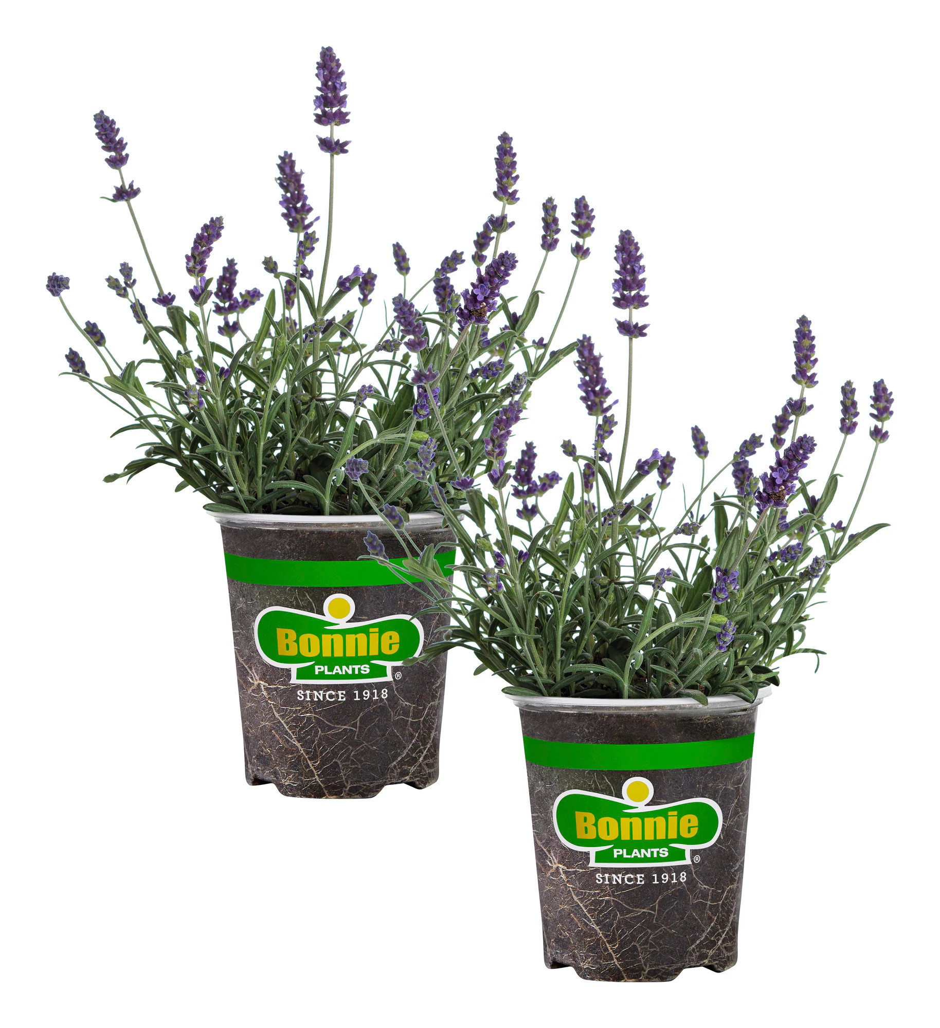 Bonnie Plants 2.0 -Pack Lavender Plant in Pot one_size | 207194 | Lowe's