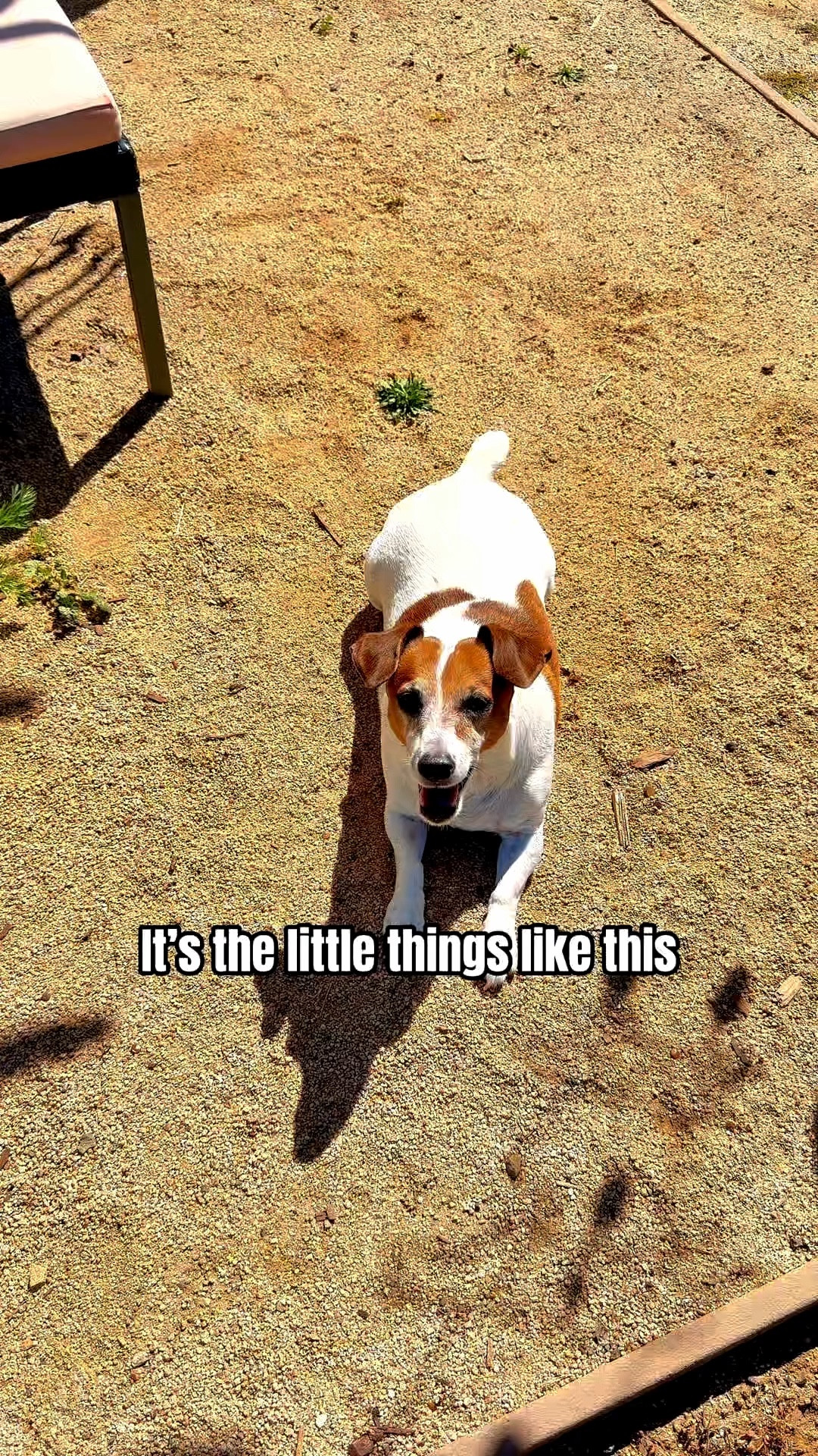 It’s the little things—moving slower, stretching more, just subtle changes as they get older

So I added something simple into her daily routine… and now she’s still out here doing her thing 💛

If you’ve been noticing those small shifts too, this might be worth looking into

Make sure you check for coupons. Don’t take my word for it. Check out the reviews below.

These statements are for general wellness and not medical advice. Always consult your vet before introducing new supplements.

#ZestyPaws #PetWellness #HappyPets #DogHealth 