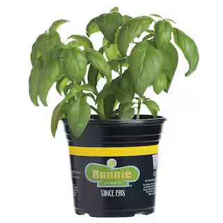 2.32 qt. Sweet Basil Herb Plant | The Home Depot