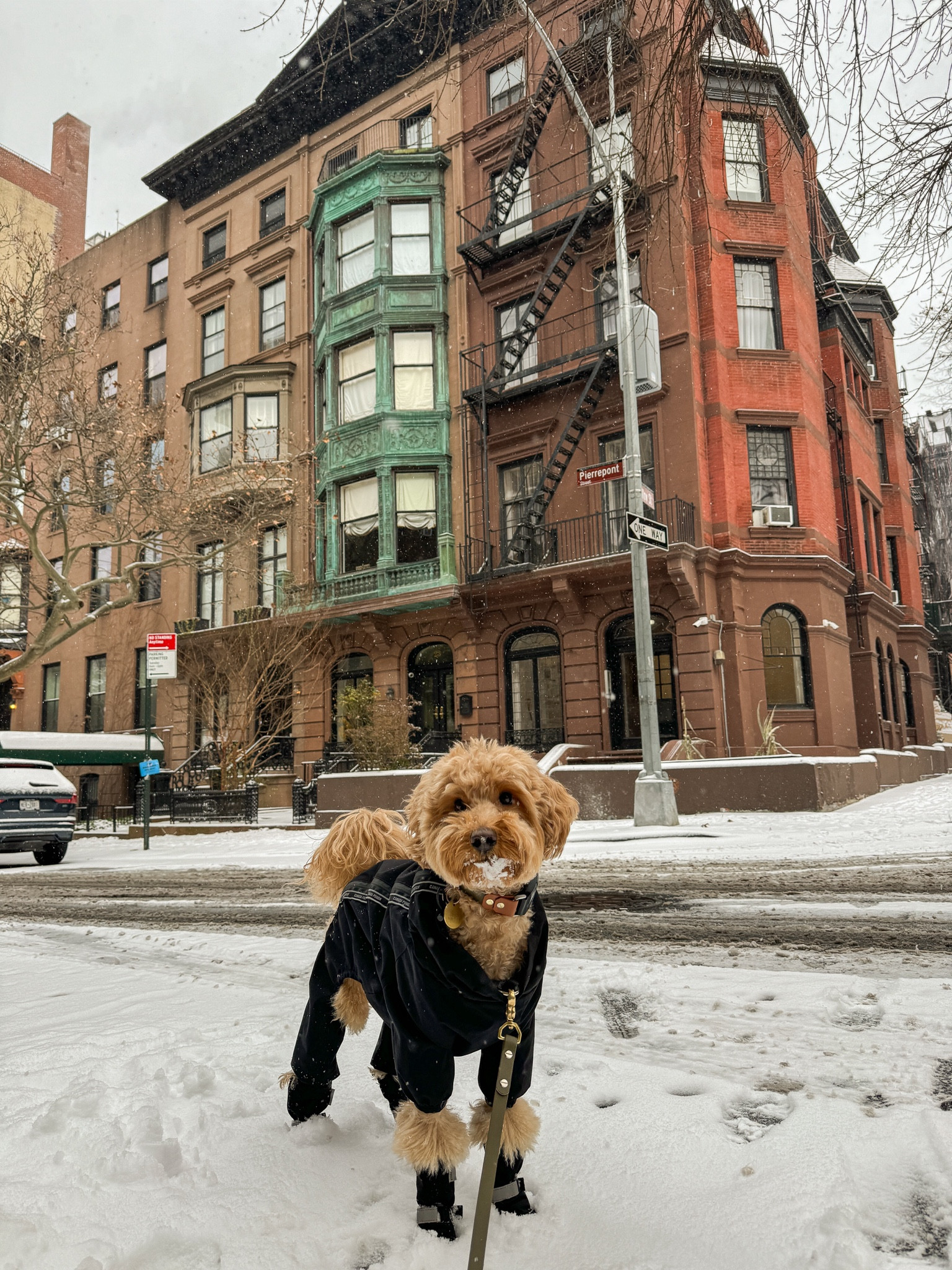 Brooks’ winter wear

He wears a 18 in the Canada Pooch Slush Suit and a size 2 in the boots #dogproducts #puppyitems #snowgear 

#LTKGiftGuide #LTKHoliday #LTKSeasonal