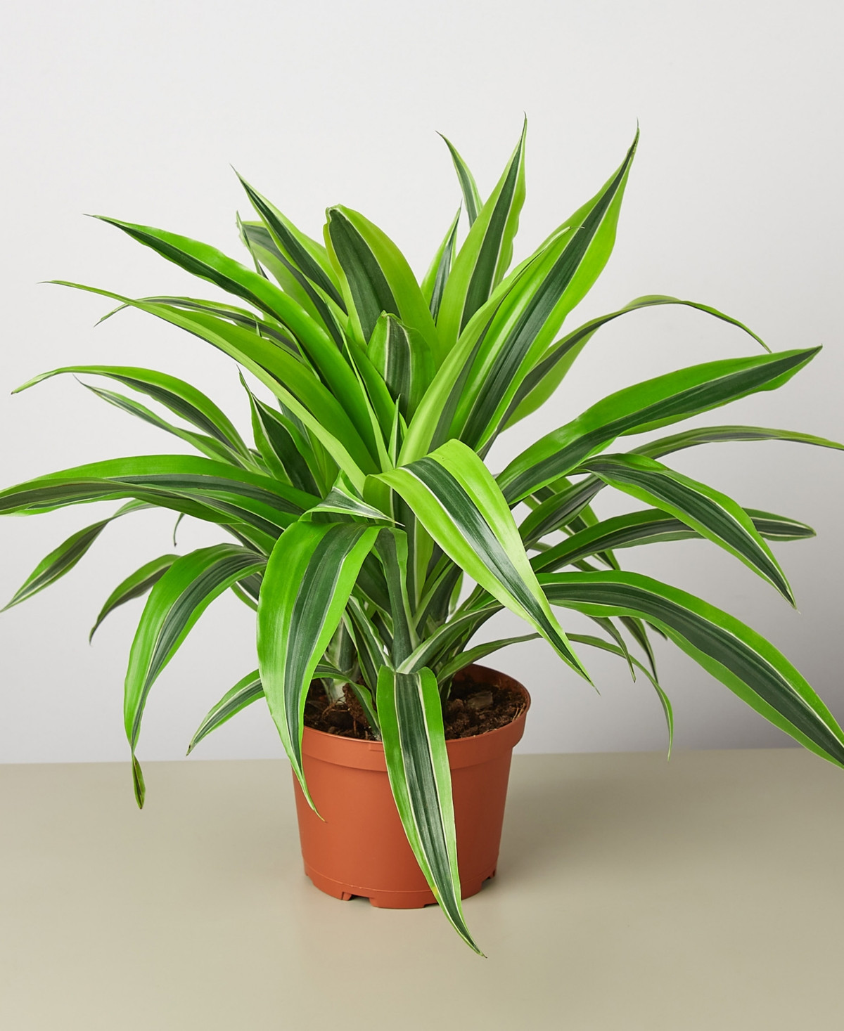 Dracaena Deremensis 'Lemon Suprise' Live Plant, 6" Pot | Macys (US)