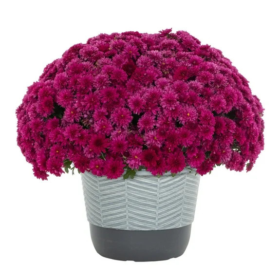 Better Homes & Gardens 1.5gal Pink Garden Chrysanthemum Plant Decorative Pot Sun | Walmart (US)