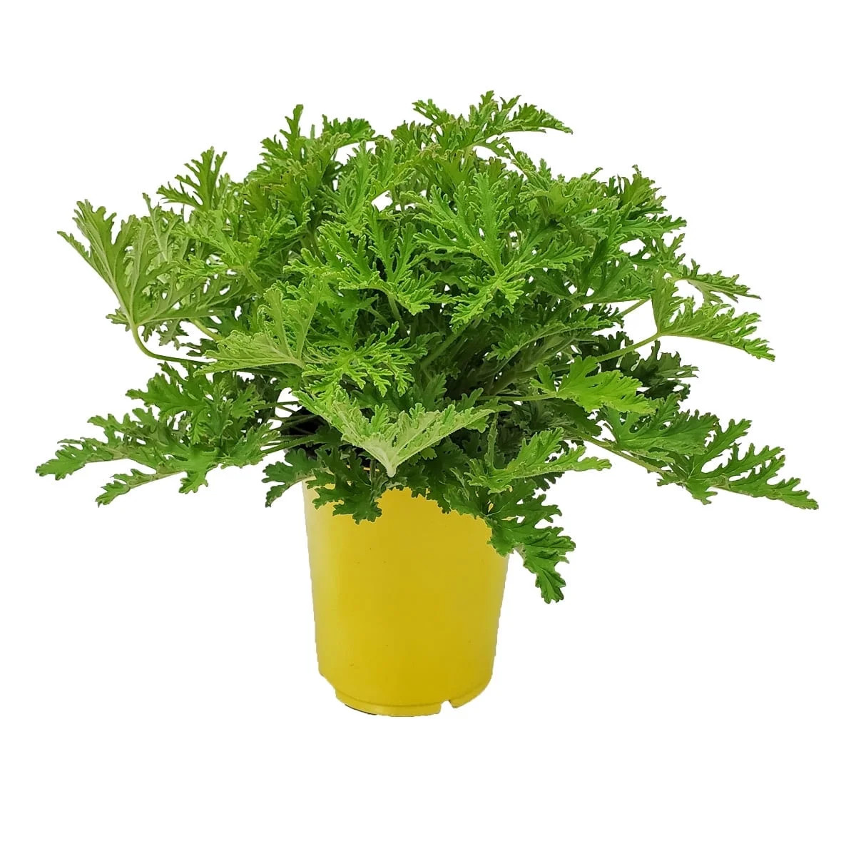 Tropical Plants of Florida 12" to 16" Green Citronella Mosquito Plant; Pelargonium Citrosum, Full... | Walmart (US)