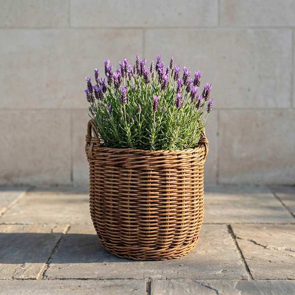 Haven Polyrattan Lined Basket Planter, Medium | At Home