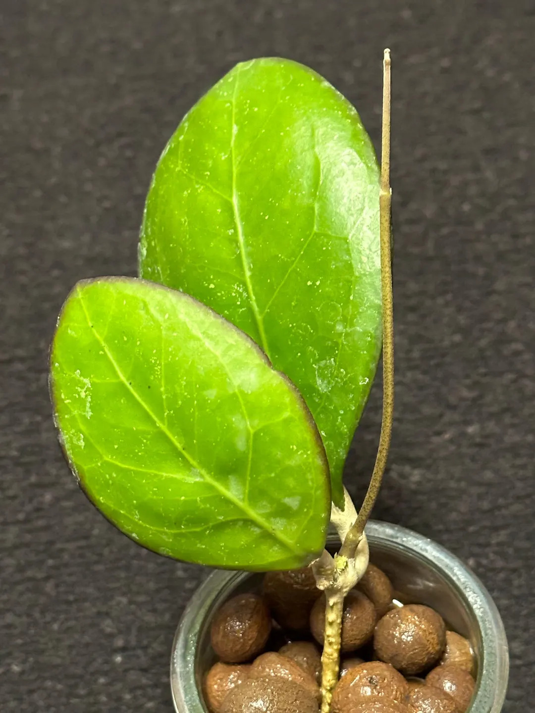 Hoya Noelle Rooted - Etsy | Etsy (US)