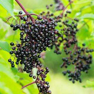 Gurney's Samyl Elderberry (Sambucus) Live Bareroot Fruiting Plant (1-Pack) 03176 - The Home Depot | The Home Depot
