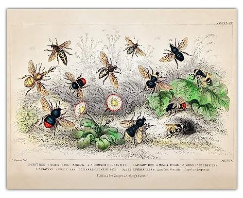 Vintage Bees Wall Art Print - (11x14) Unframed Picture For Home, Office, Dorm & Bedroom Decor - G... | Amazon (US)