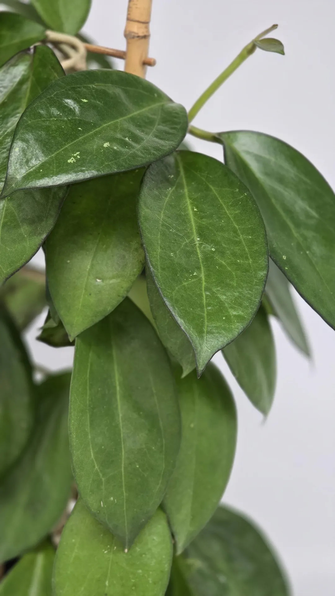 Hoya Patcharawalai 023 AKA Icensis. 1 Leaf Unrooted Cutting - Etsy | Etsy (US)