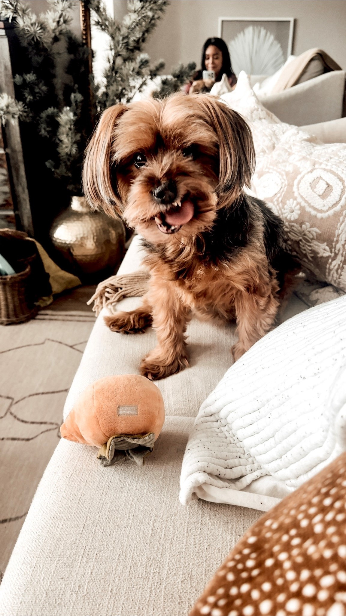 Lambwolf Interactive Pet Plushy Toys.

Scroll to shop. I’m so glad you’re here. 

#LTKPet

#LTKHome #LTKmomlife