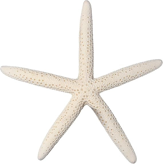 South Beach Crafts 10 White Finger Starfish 4" to 6" Nautical Home Decor | Amazon (US)