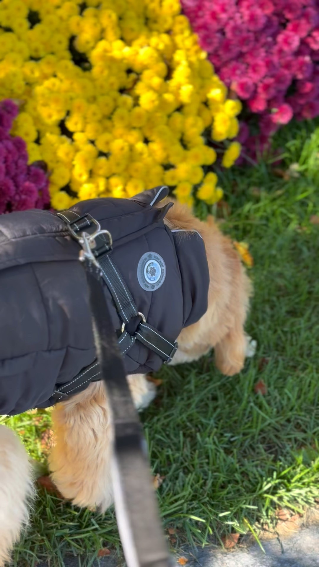 Love this coat with a built in harness that I found at HomeGoods! It’s super handy to have the harness built in! Linked a few similar that are in sale, if you can’t find them at your local HG!

#LTKFindsUnder50 #LTKPets #LTKSeasonal