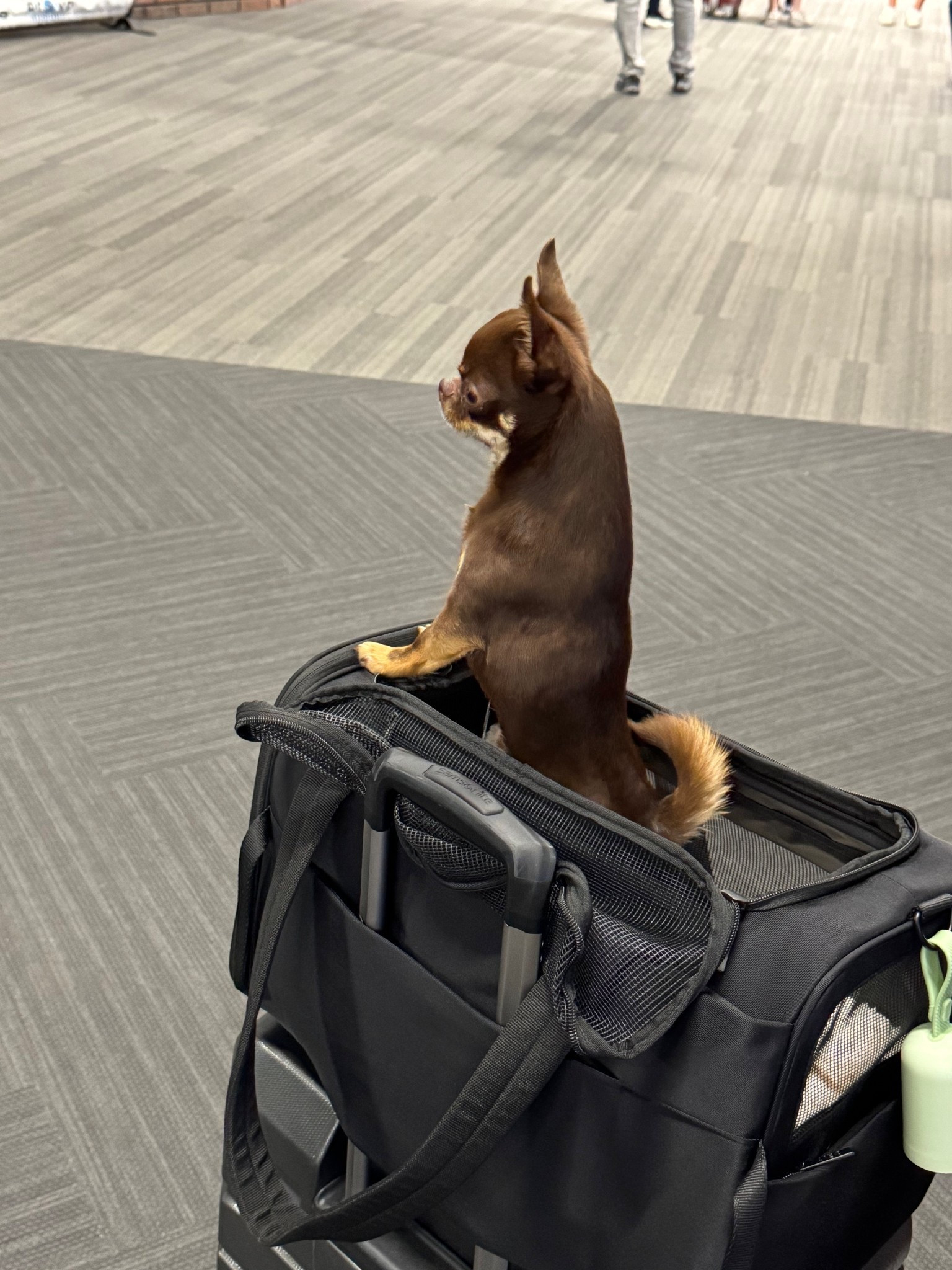 The best TSA friendly dog carrier from
Beis!! 

#LTKItBag #LTKTravel