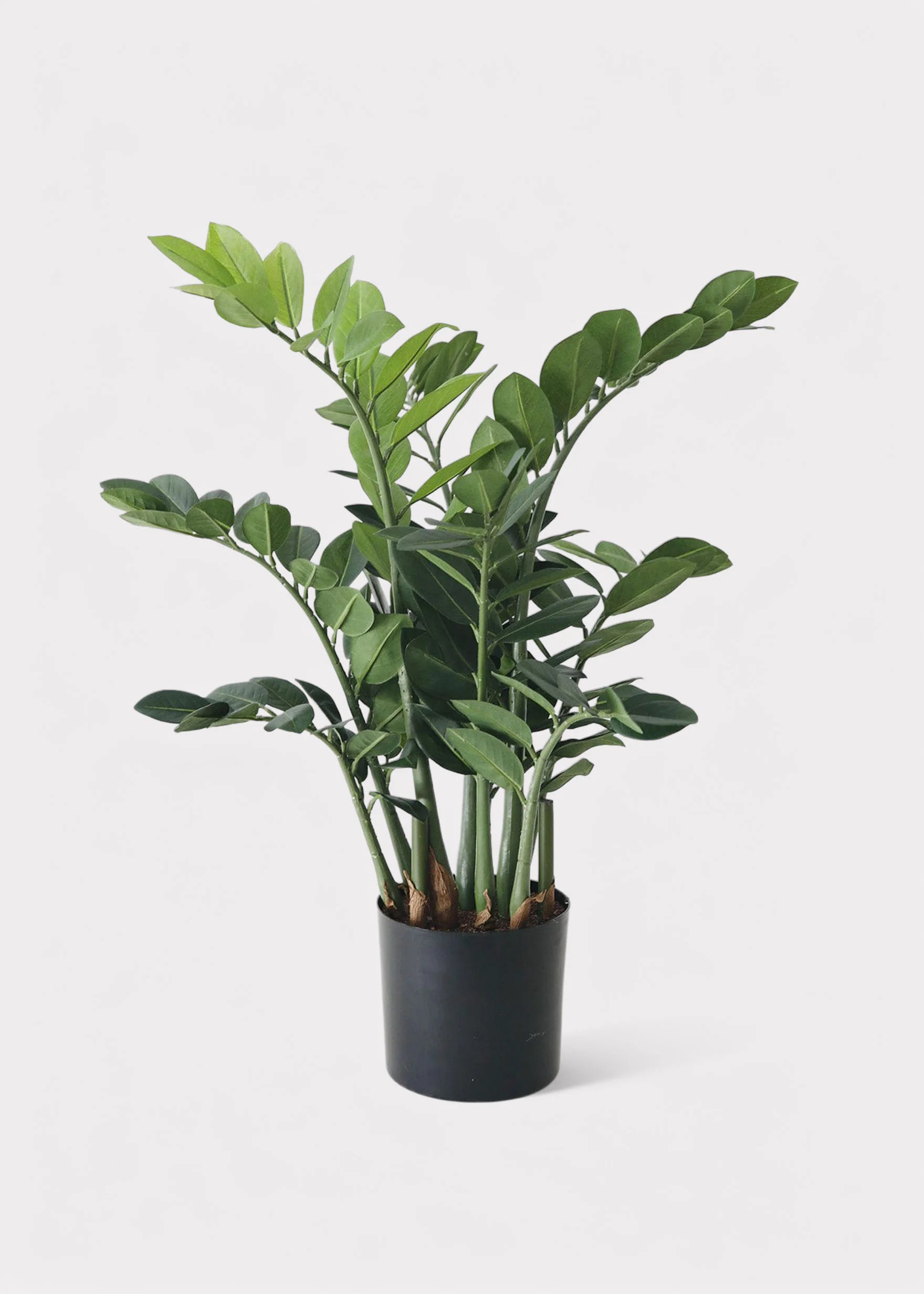 Fake ZZ Plant in Pot | Artificial Tropical Plants at Afloral.com | Afloral