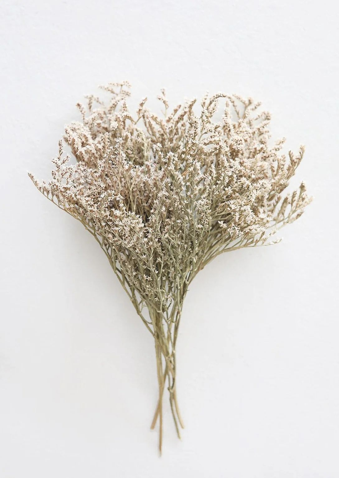 Natural German Statice | Dried & Preserved Flowers | Afloral.com | Afloral
