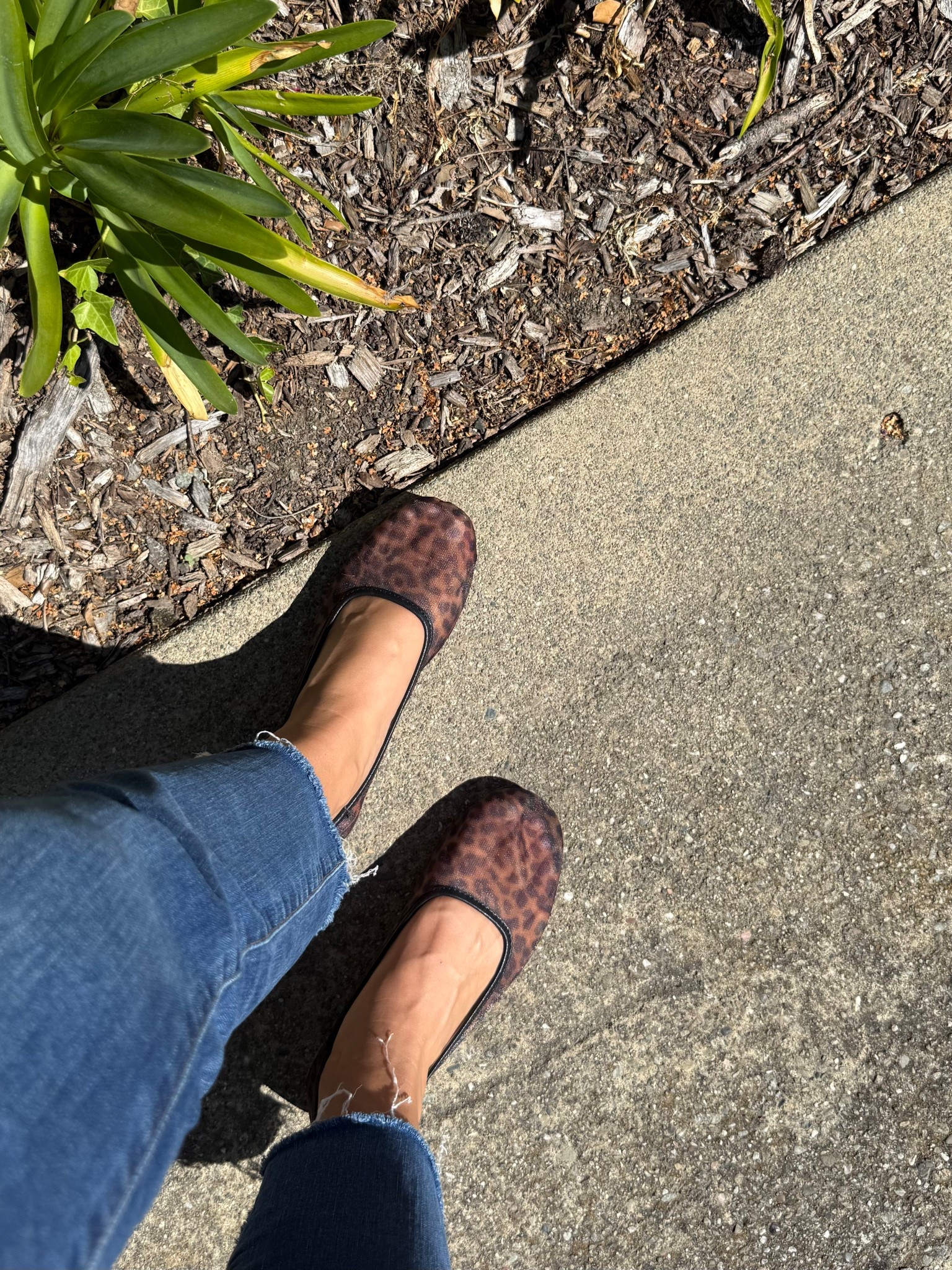 cheetah for the fall!!! Obsessed with these cheetah mesh flats 

#LTKStyleTip #LTKSeasonal #LTKShoeCrush