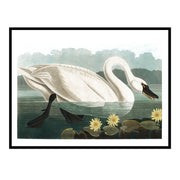 Swan on the Water No. 1 | Urban Garden Prints