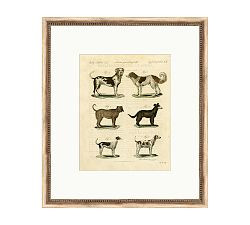 Dog Breeds Chart Framed Print | Pottery Barn (US)