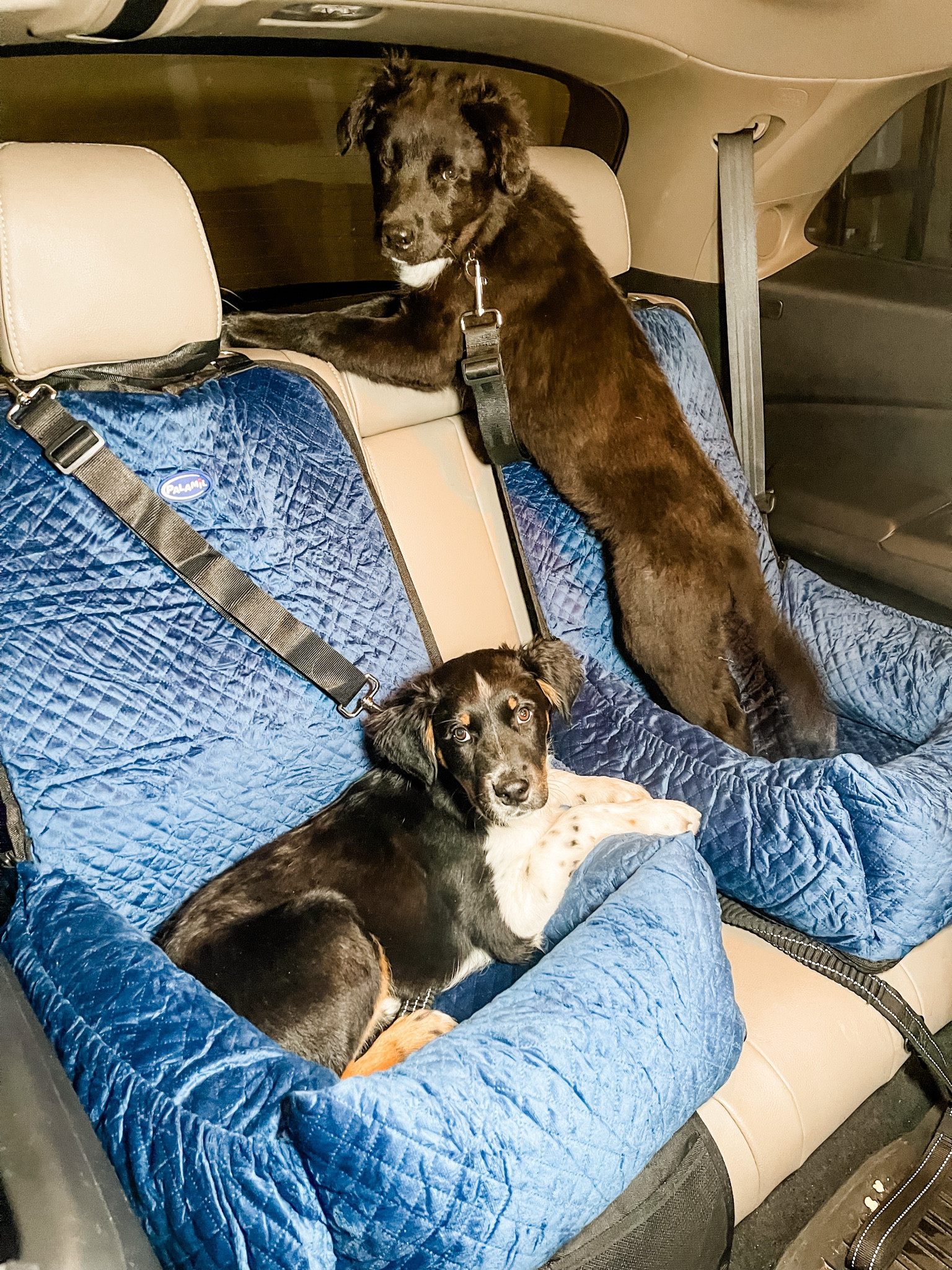 Puppy Car Seats!

** make sure to click FOLLOW ⬆️⬆️⬆️ so you never miss a post ❤️❤️

📱➡️ simplylauradee.com

puppy | puppy gram | dog | pet supplies | dog life | dog toys | dog treats | dog bowl | dog bed | australian shepherd

#LTKhome #LTKfamily #LTKkids