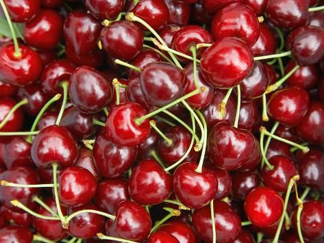 Cherries, Ripponvale, near Cromwell, Central Otago, South Island, New Zealand | All Posters