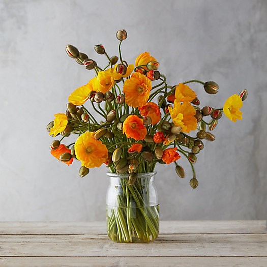 Fresh Poppy Bunch | Terrain