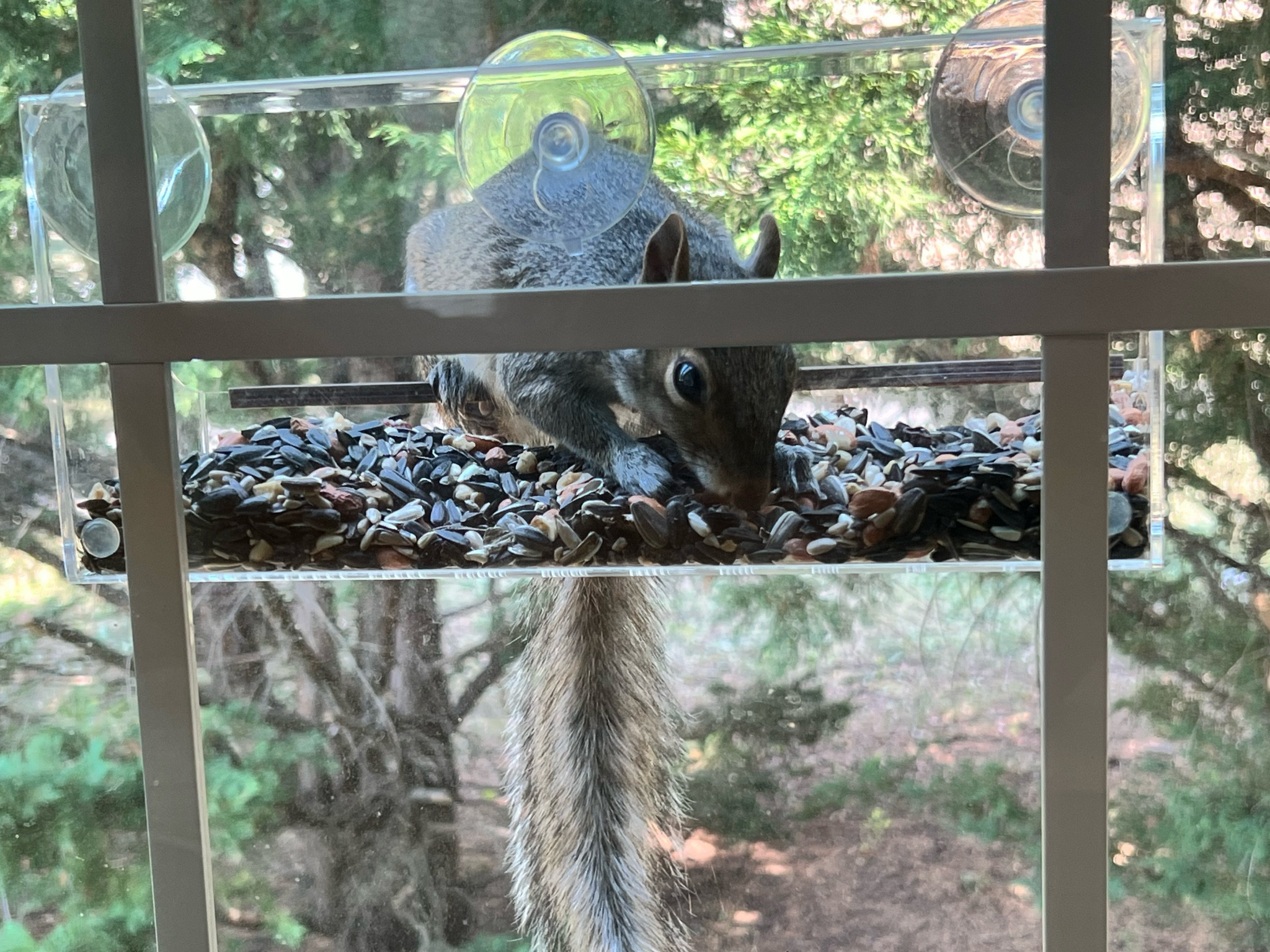 when I thought I had crossed over into the bird watching phase of my life, this lil guy had other ideas 🐿️🐦‍⬛

If you have cats, this is a must purchase! 

#LTKHome