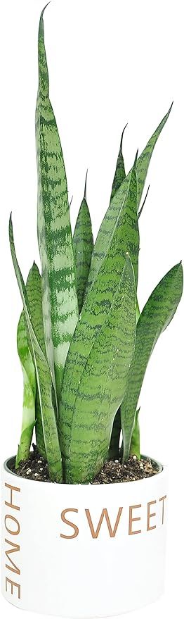 Costa Farms Live Indoor Snake Plant, Sansevieria 12-Inches Tall, Decor Planter | Amazon (US)