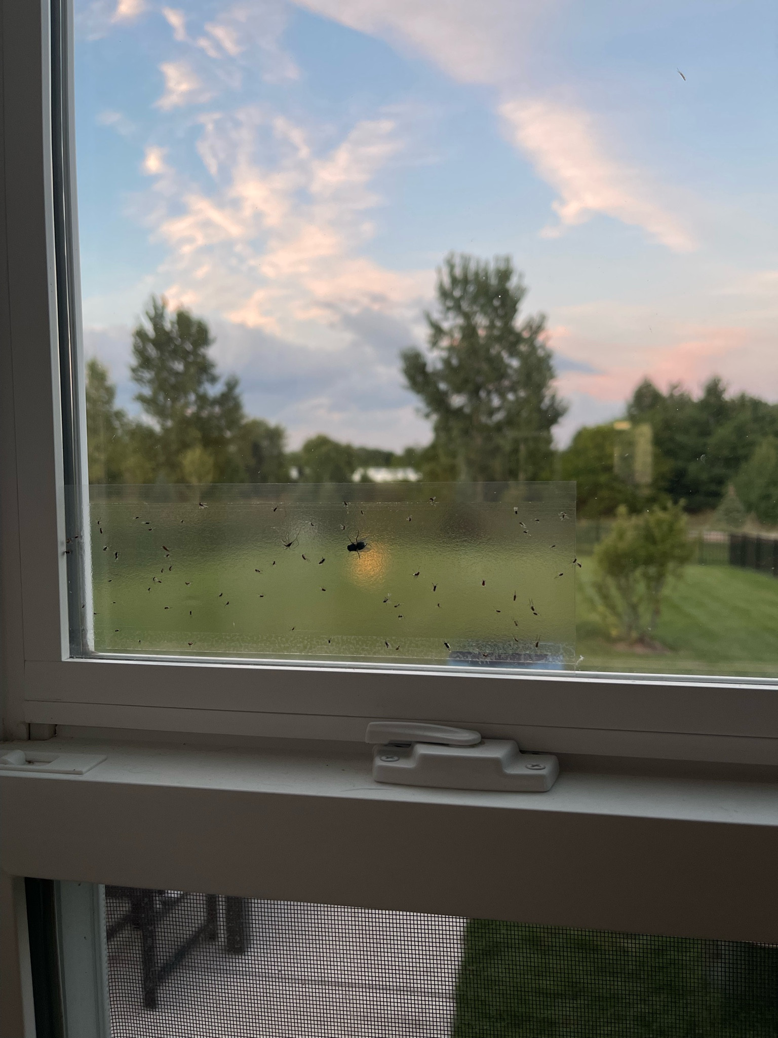 Window fly traps 