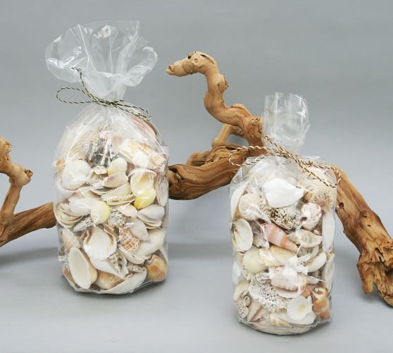 Mixed Shell Vase Filler - White | Pottery Barn (US)