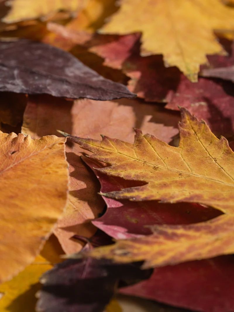 Leather & Leaves | Pura