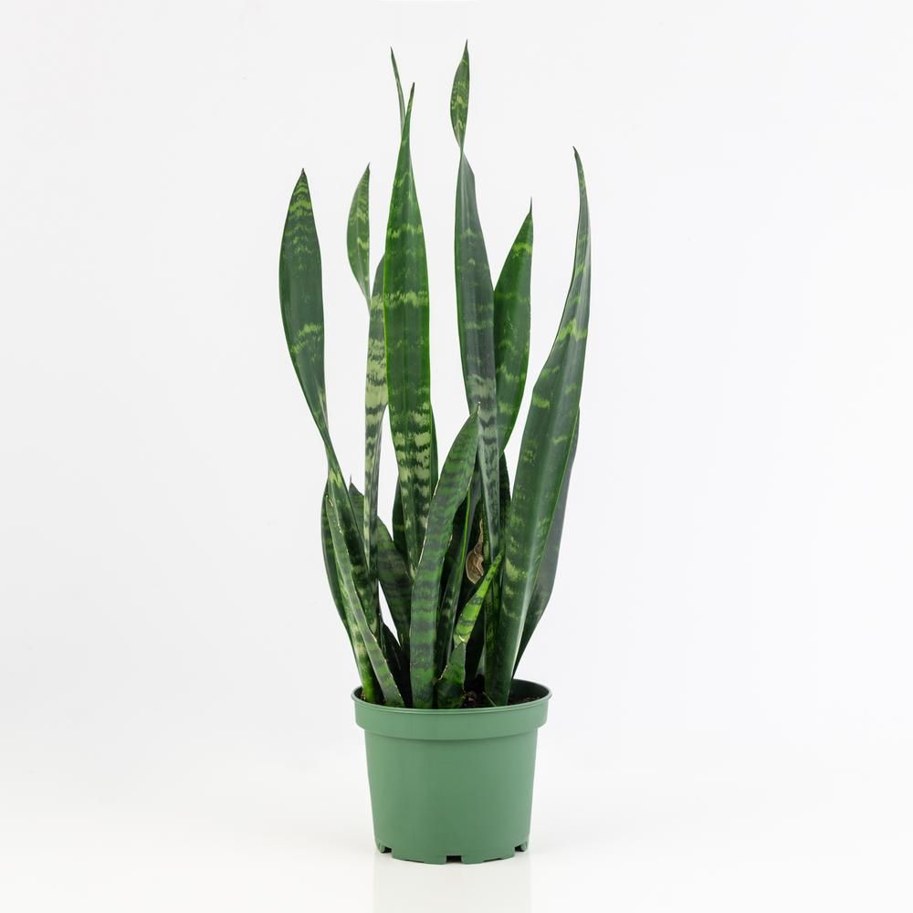national PLANT NETWORK 2 Gal. Snake Plant Black Coral Sansevieria Plant in 10 in. Grower's Pot-HD... | The Home Depot