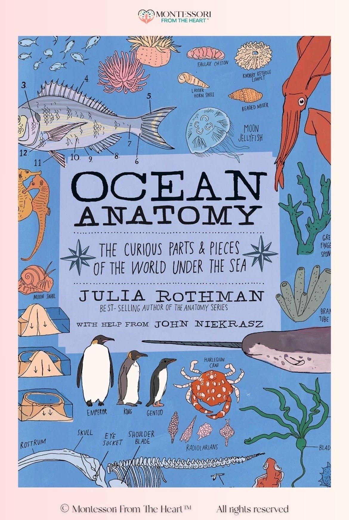 Ocean Anatomy

#LTKkids #LTKsummer #LTKgiftguide