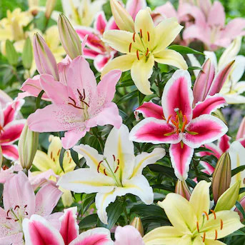 Garden State Bulb Multicolor Oriental Lily Mixed Flower Bulbs 10 Count | Lowe's