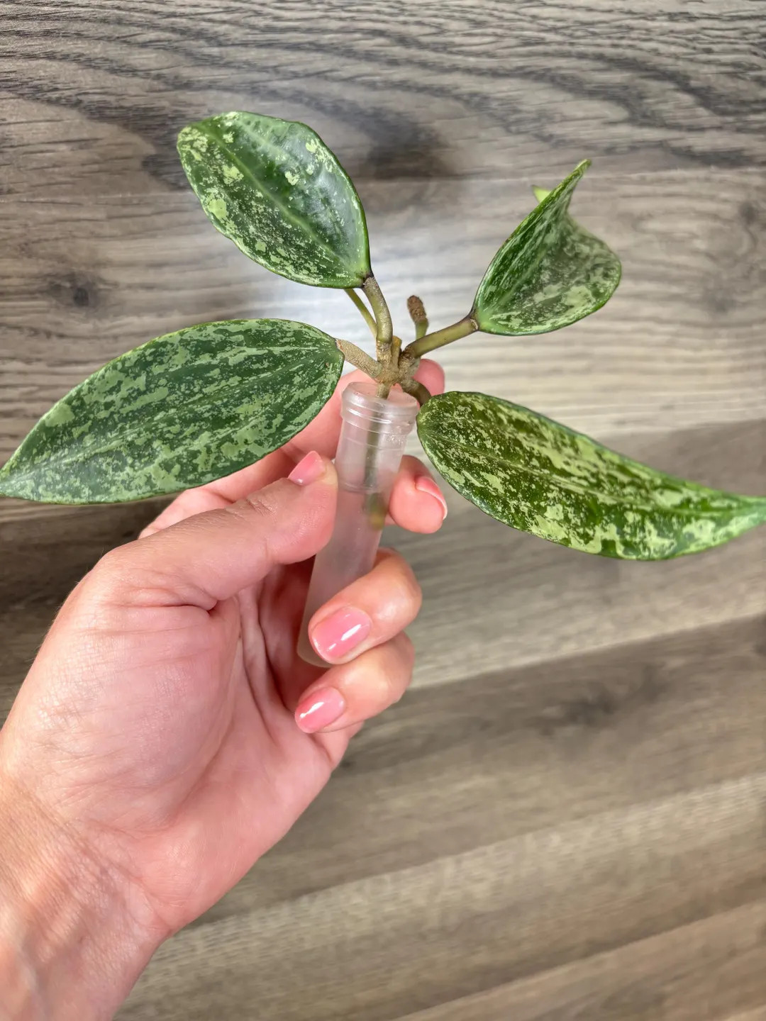 Hoya Rangsan Splash - Etsy | Etsy (US)