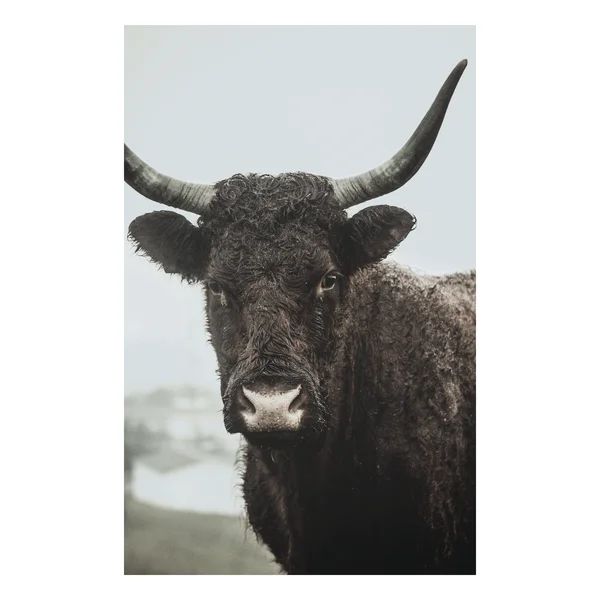 Moody Cow - Wrapped Canvas Photograph | Wayfair Professional