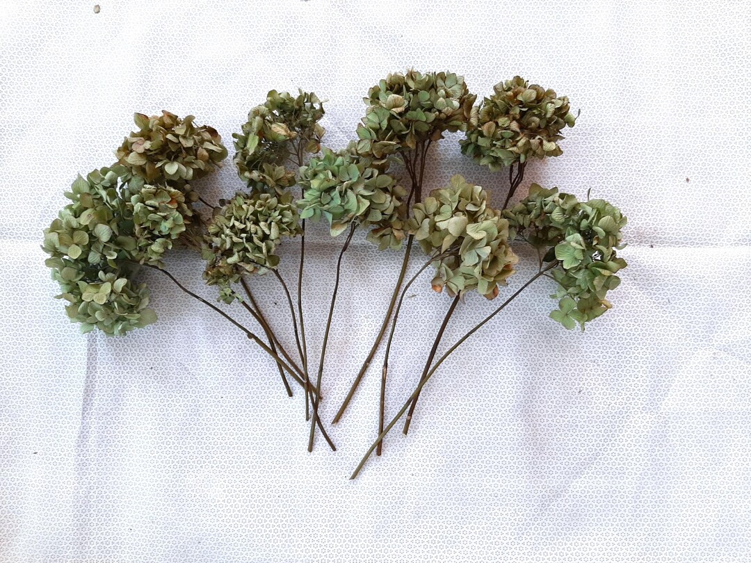 5/10 Air Dried Mophead Hydrangea Flower Stems - Etsy | Etsy (US)