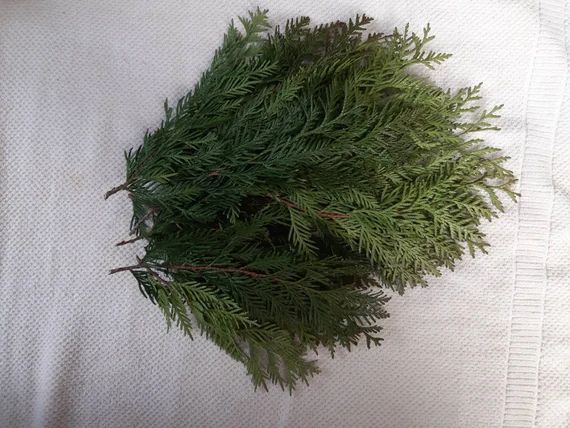 Cedar branches 12 green fresh cut natural thuja twigs Smudges cedar evergreens arrangement incens... | Etsy (CAD)