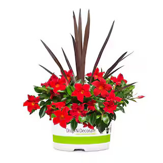 Rio #10 Drop-N-Decorate Dipladenia Flowering Annual Shrub with Assorted Blooms Colors and Combina... | The Home Depot