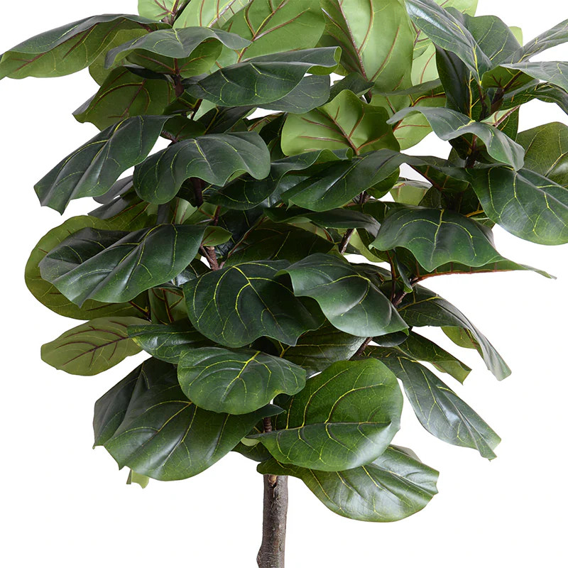 Fiddle Leaf Fig Tree, 7.5' | Fig and Dove