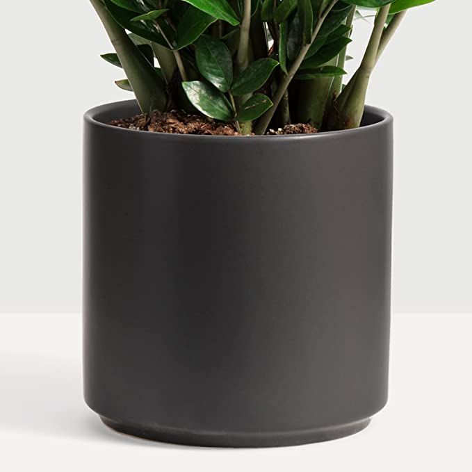PEACH & PEBBLE 8 Inch Black Ceramic Planter. Classic Cylinder Plant Pot for House Plants and Indo... | Amazon (US)