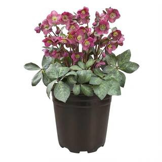 FROSTKISS 1 gal. Pippa's Purple Hellebore Live Flowering Part Sun Perennial Plant with Purple-Pin... | The Home Depot