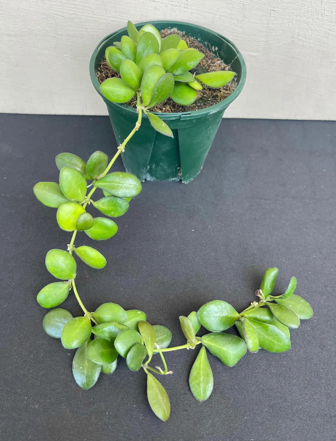 Hoya Panchoi in 4”pot - Rare Hoya - Wax Plant - Exact Plant - Beautiful Flowers - Houseplants -... | Etsy (US)