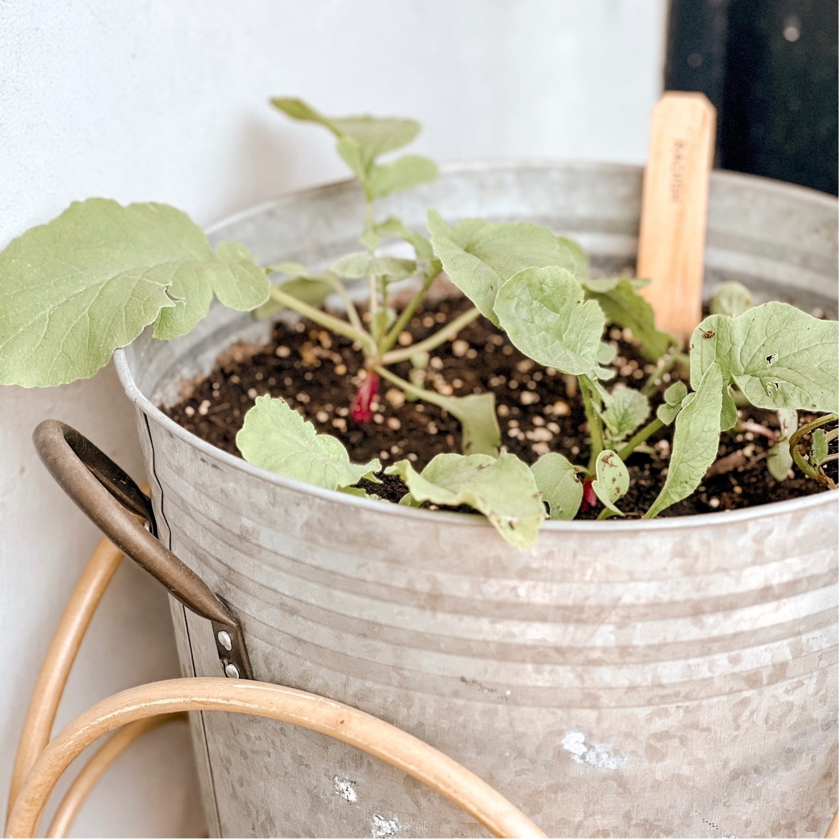 Good morning, from my little balcony garden 🪴 

#LTKhome #LTKSeasonal #LTKstyletip