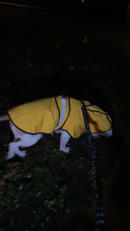 HDE Dog Raincoat Hooded Slicker Poncho for medium sized dogs Yellow - size large. Jake is 50 lbs. This coat kept him dry on this evening’s walk. Comes in 21 colors and clear. There is a hole for the lease/lead to hold onto dog’s harness/collar. Measure around neck and girth to get exact fit, this is where the Velcro closures fit. 100% polyester. Good for shorter walks not running or hiking. Def recommend a water proof hat becase the hood will slip off with more force. Easy to fold into walking pouch or for travel.

#LTKfitness #LTKfindsunder50 #LTKtravel