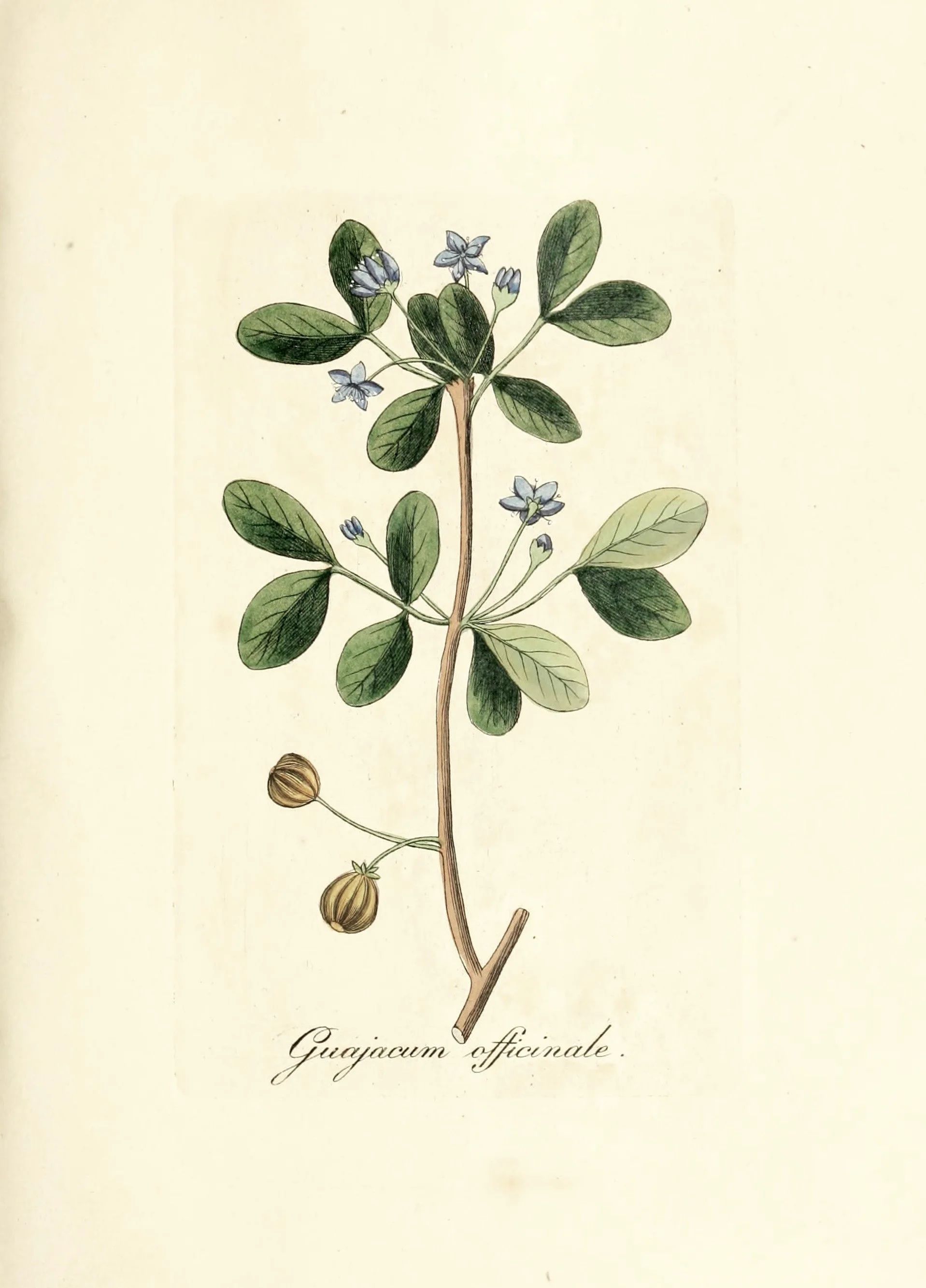 Botanical Print - Guajacum | JSH Home Essentials