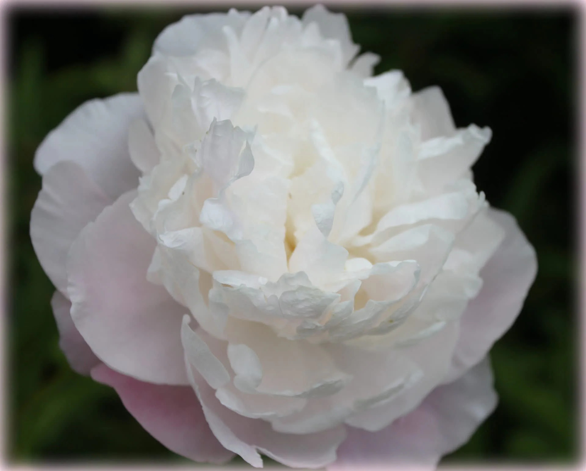Hirt's Gardens Shirley Temple Peony - Fragrant - Blush pink to white - 2/3 Eye Bareoot one_size | SIMPLE35445 | Lowe's