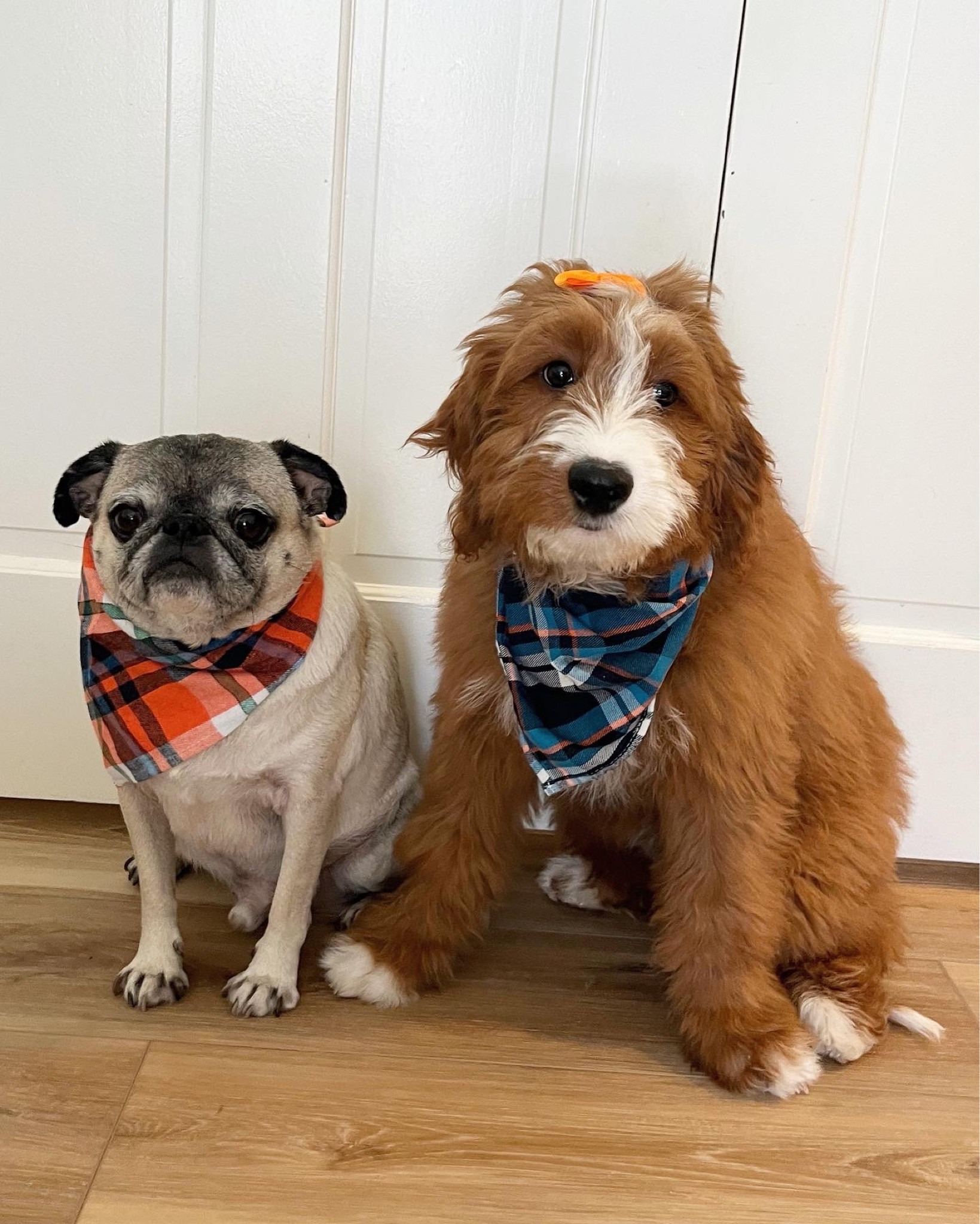 I’m obsessed! 😍 bought these bandanas for Guppy (pug) years ago and I bought Ellie (🐻) a bow set and they go so well together! 

#LTKfamily #LTKbaby #LTKhome