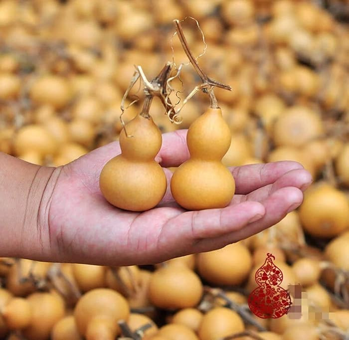 WellieSTR Lot of 20pcs Mine Natural Dry Gourd Bottle Gourd,4-6.5cm Gourds Mini Cute | Amazon (US)
