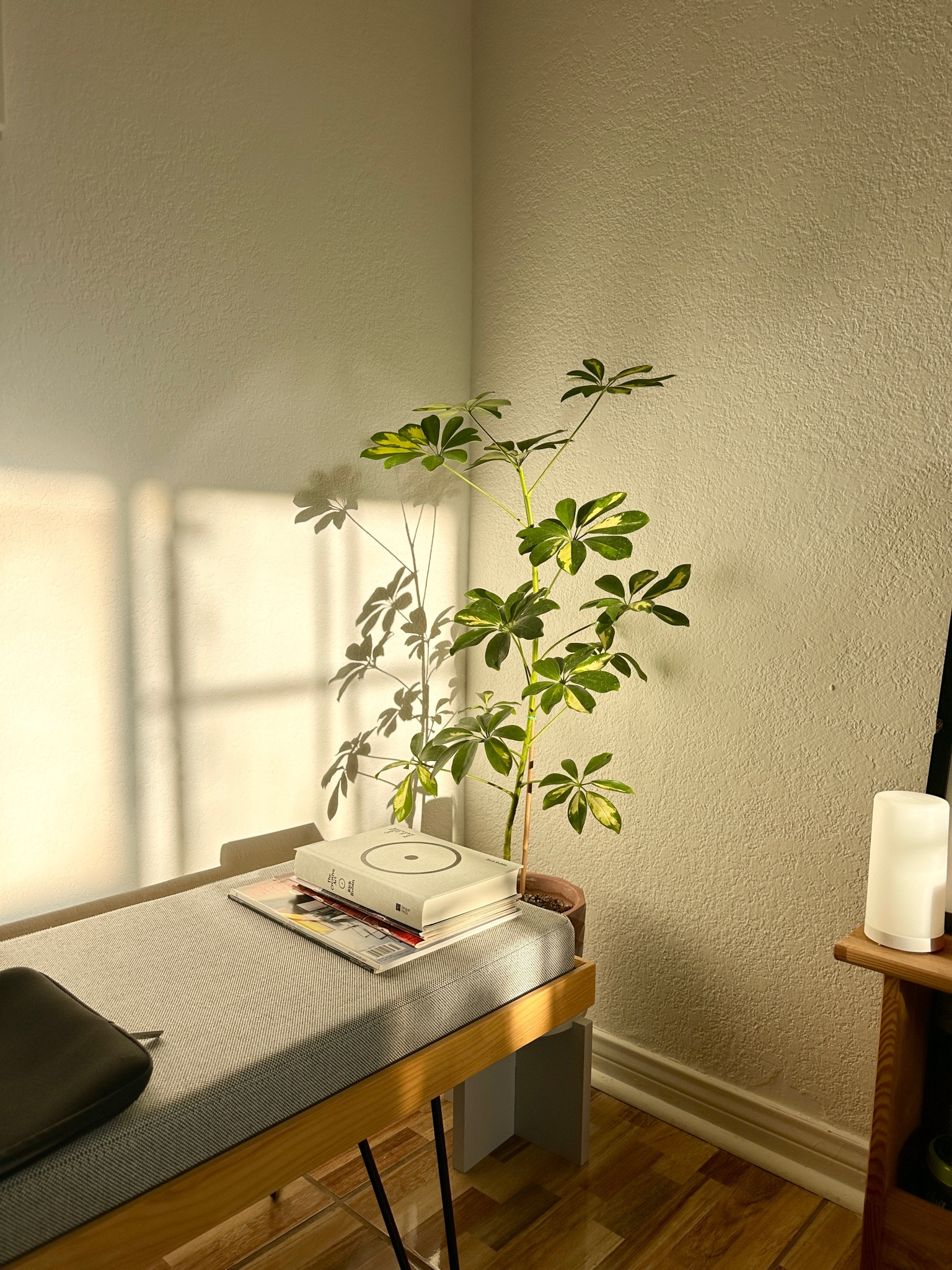 ✨✨✨

#LTKSeasonal #LTKHoliday #LTKGiftGuide